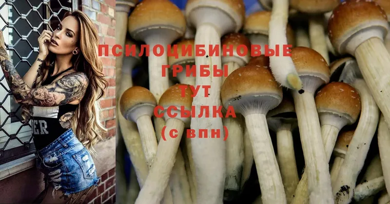 Псилоцибиновые грибы Psilocybine cubensis  shop какой сайт  Вятские Поляны 